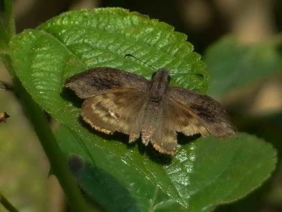 Dichrous skipper