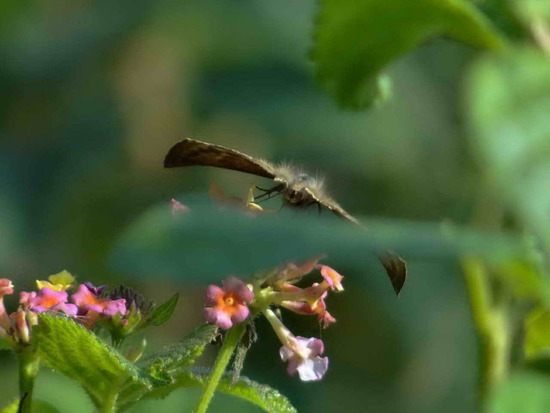 Dichrous skipper