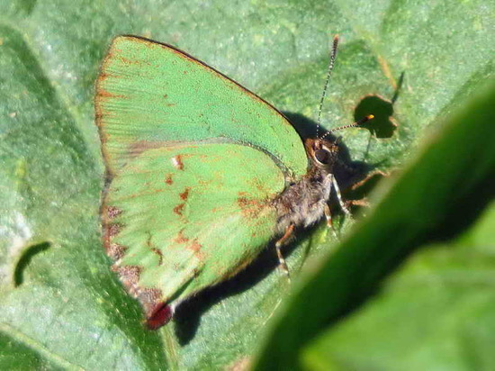 Remus greenstreak
