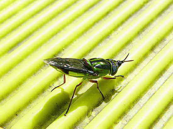 Mosca soldado
