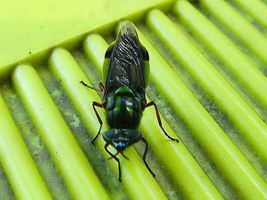 Mosca soldado