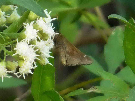 Fawn-spotted skipper