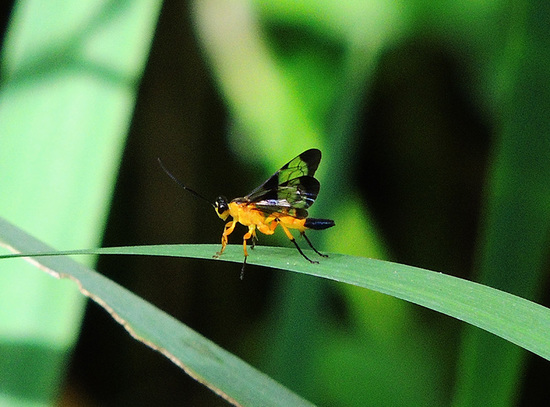 Avispa parásita