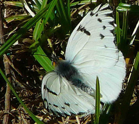 Common white-milk