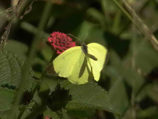 Common yellow