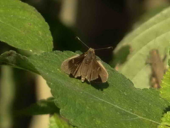 Eufala skipper