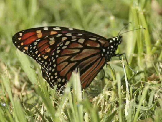 Southern Monarch