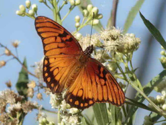 Mexican silverspot