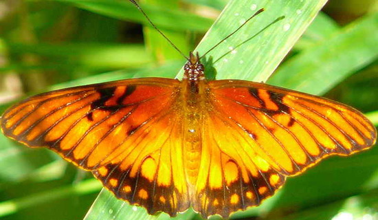 Mexican silverspot