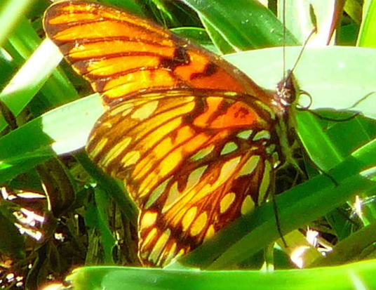 Mexican silverspot