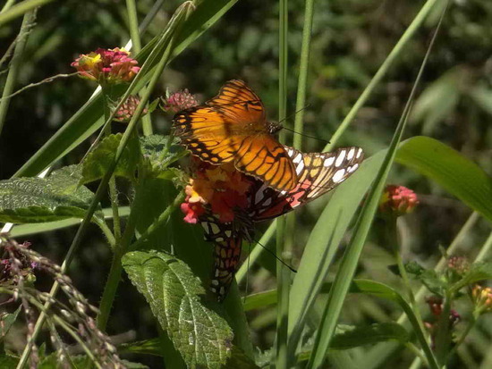 Mexican silverspot