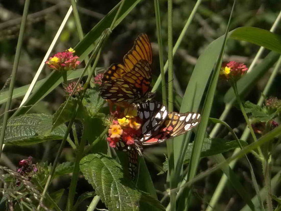 Mexican silverspot