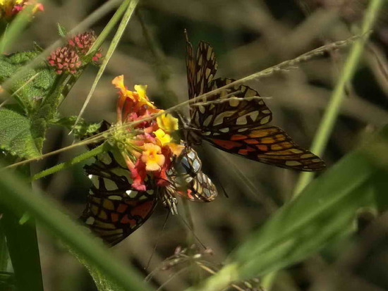 Mexican silverspot