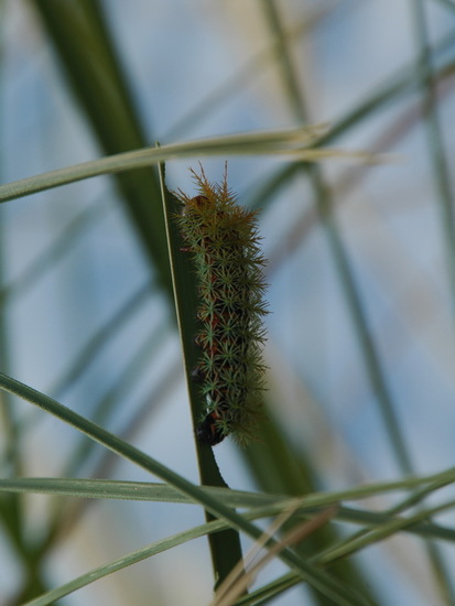Io moth