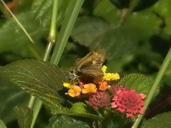Saltarina parda