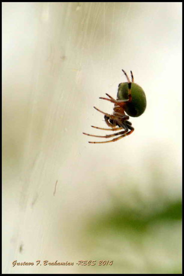 Araña del limonero
