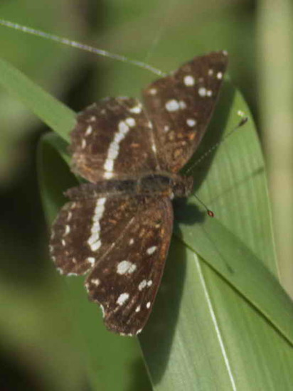 Bataraza
