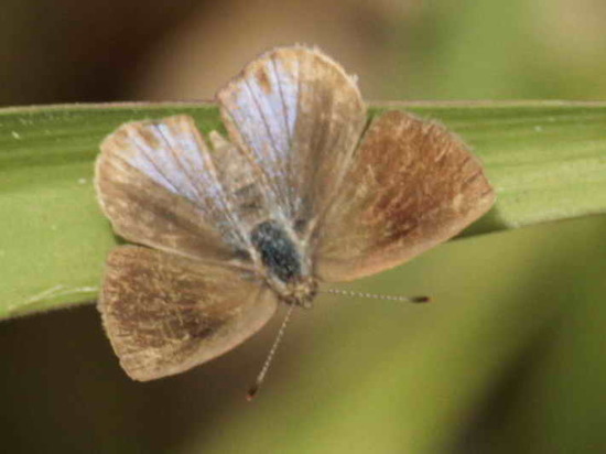 Frotadora enana