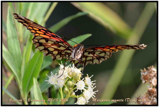 Mexican silverspot
