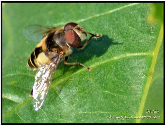 Mosca de las flores
