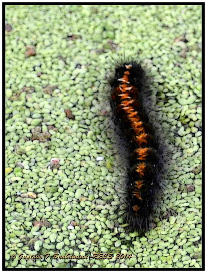 Tiger moth