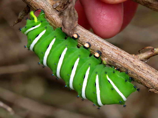 Polilla de las chilcas