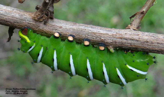Polilla de las chilcas