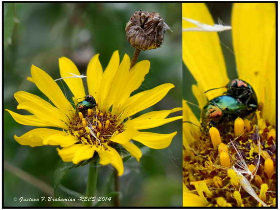Leaf beetle