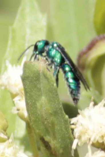 Abeja del sudor