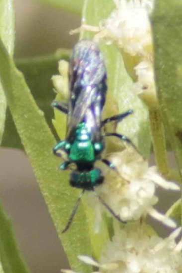 Abeja del sudor