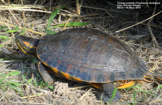 Tortuga pintada