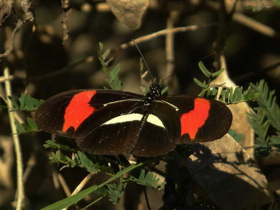 Almendra común