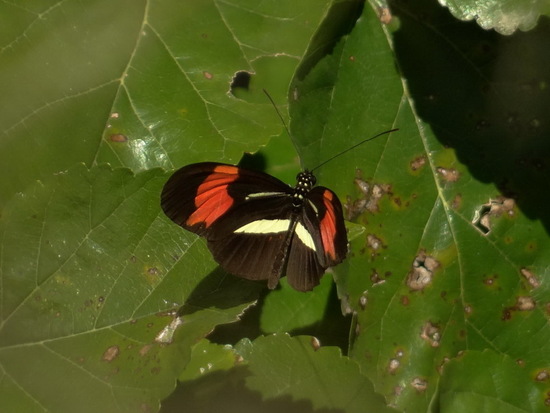 Almendra común