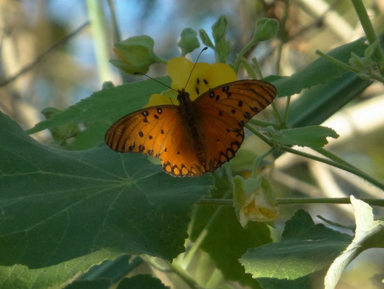 Espejitos