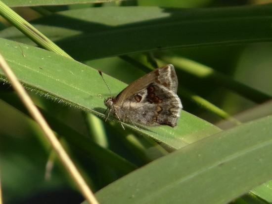 Frotadora enana