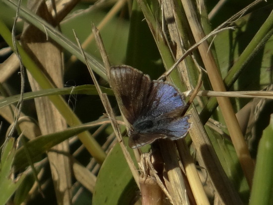 Frotadora enana