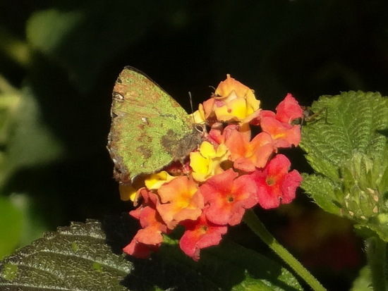 Frotadora esmeralda coluda