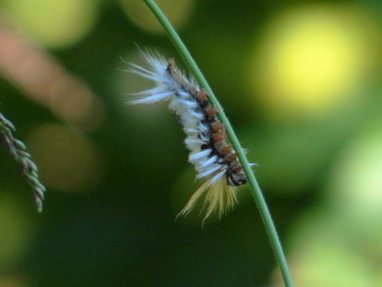 Oruga de penachos