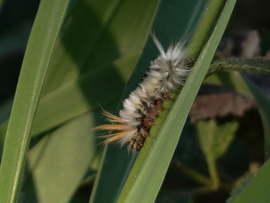 Oruga de penachos