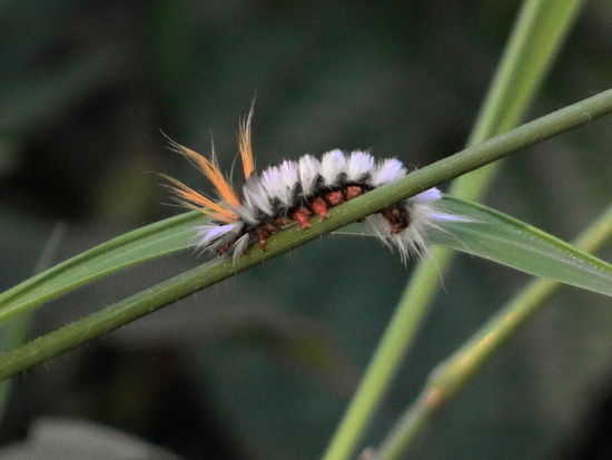 Oruga de penachos