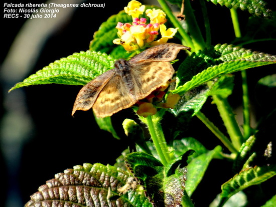 Dichrous skipper