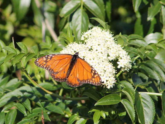 Southern Monarch