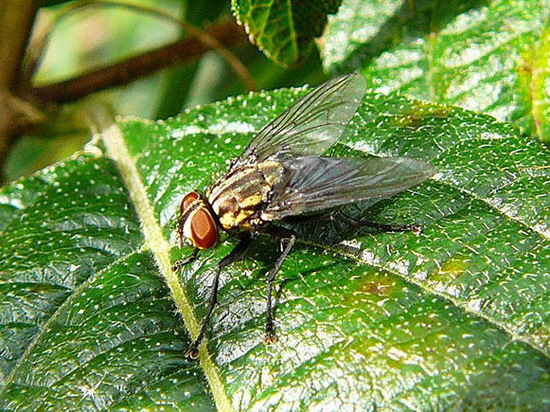 Mosca de la carne