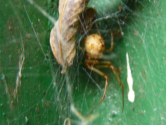 Araña de tela desordenada