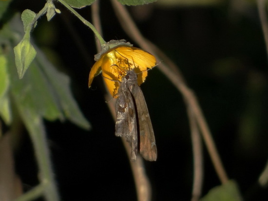 White-striped longtail