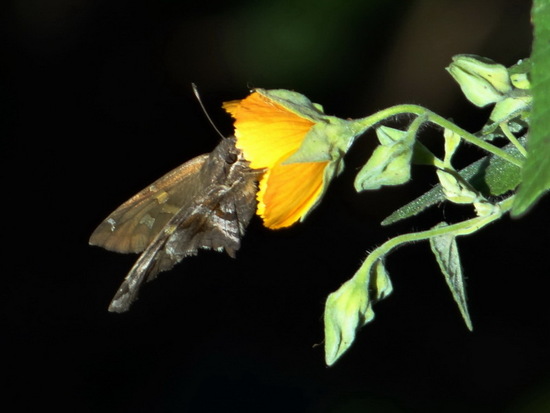 White-striped longtail