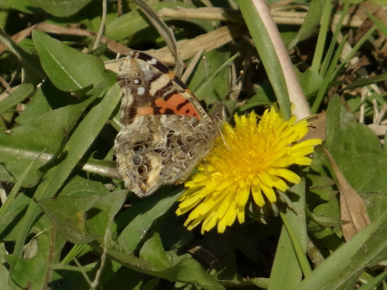 Dama manchada 