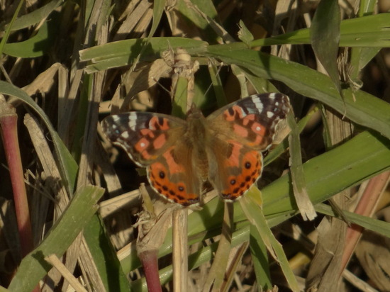 Dama pintada 
