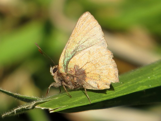 Frotadora esmeralda coluda