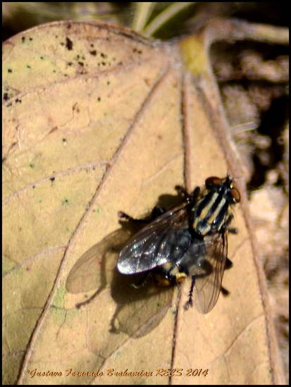Mosca de la carne